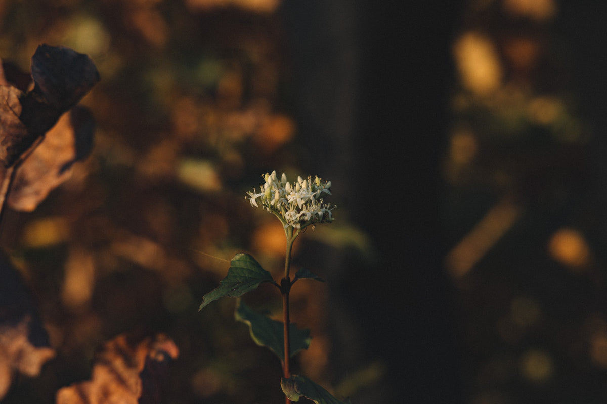 Autumn Hemp