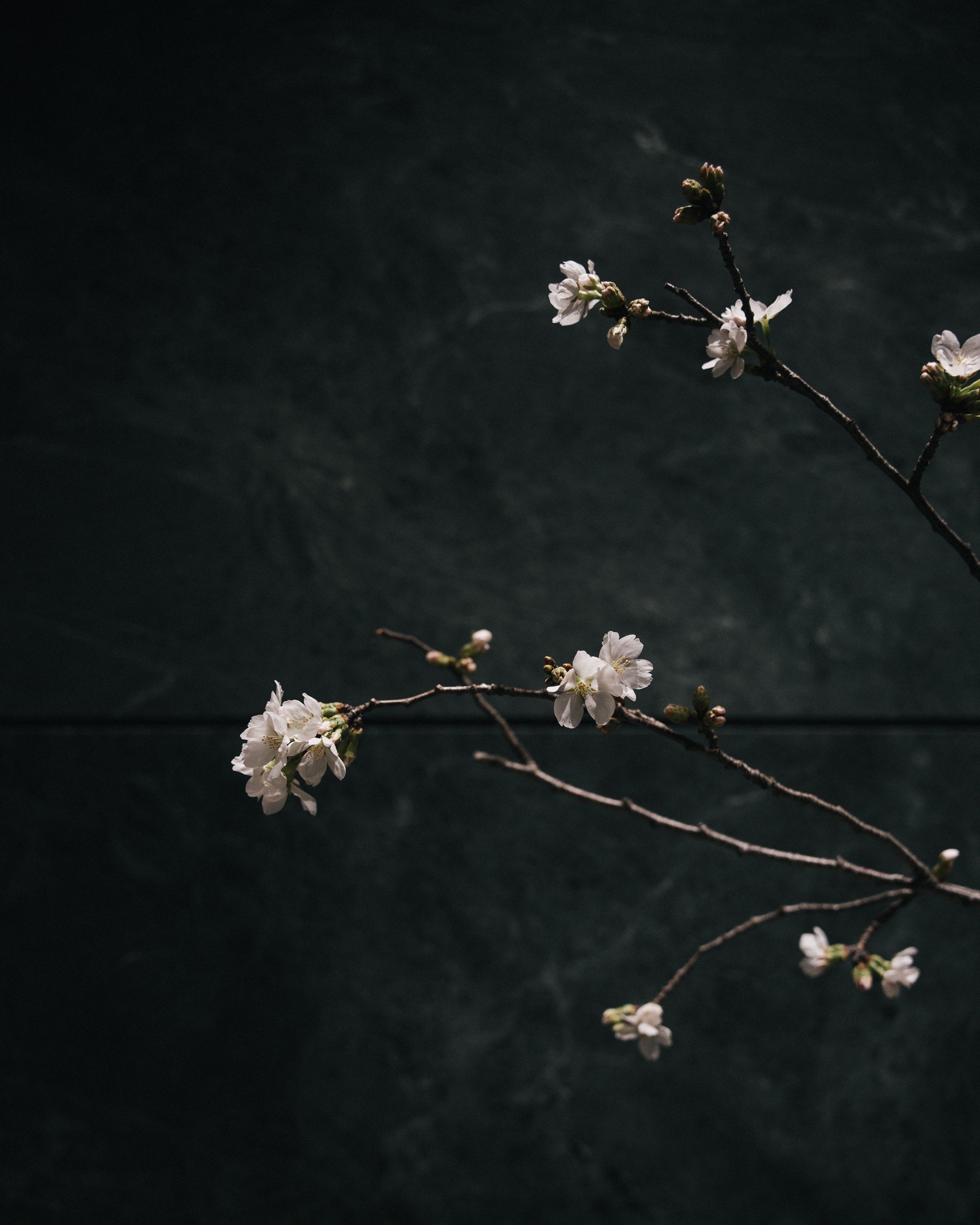   Copyright Opera Campi