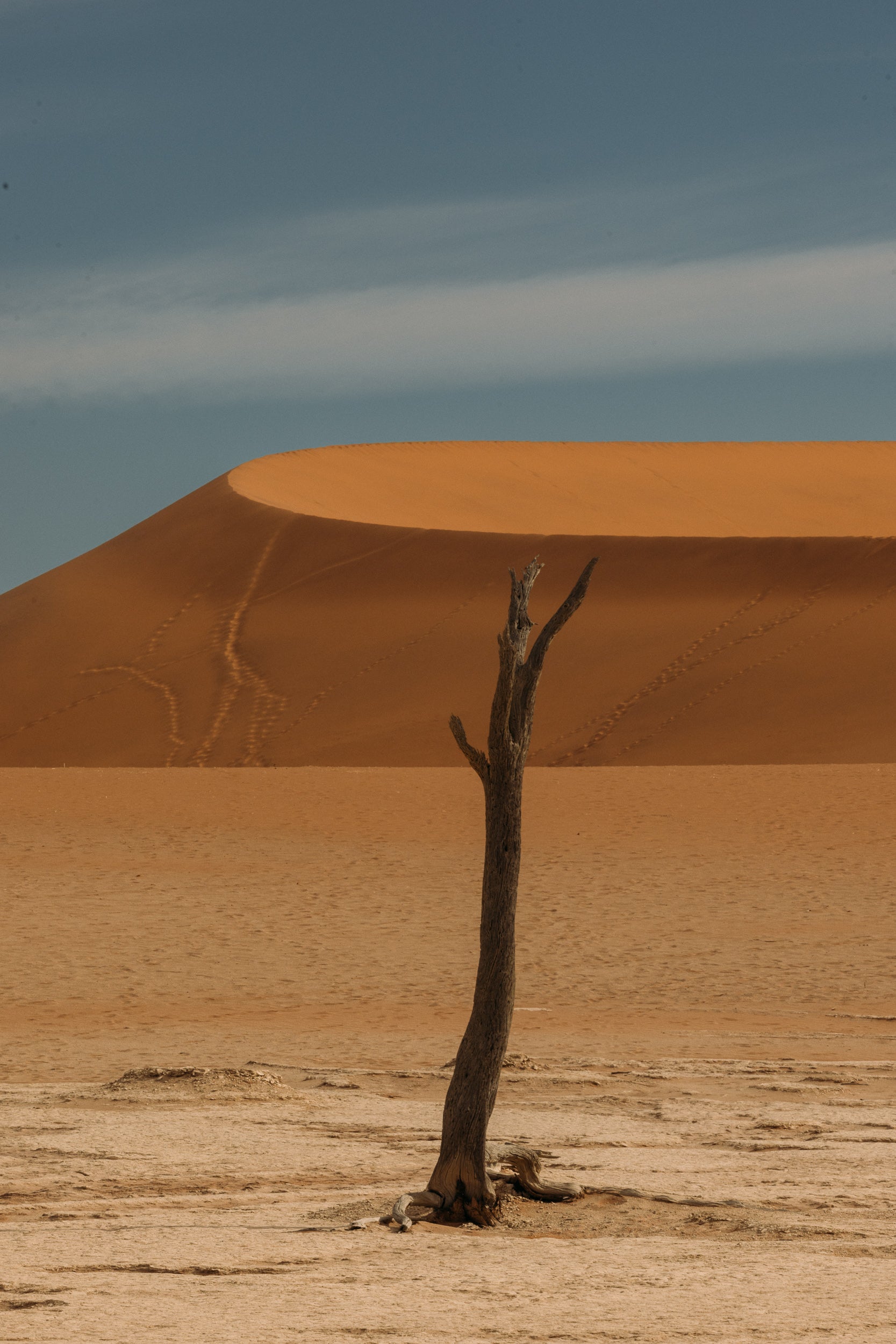   Copyright Opera Campi