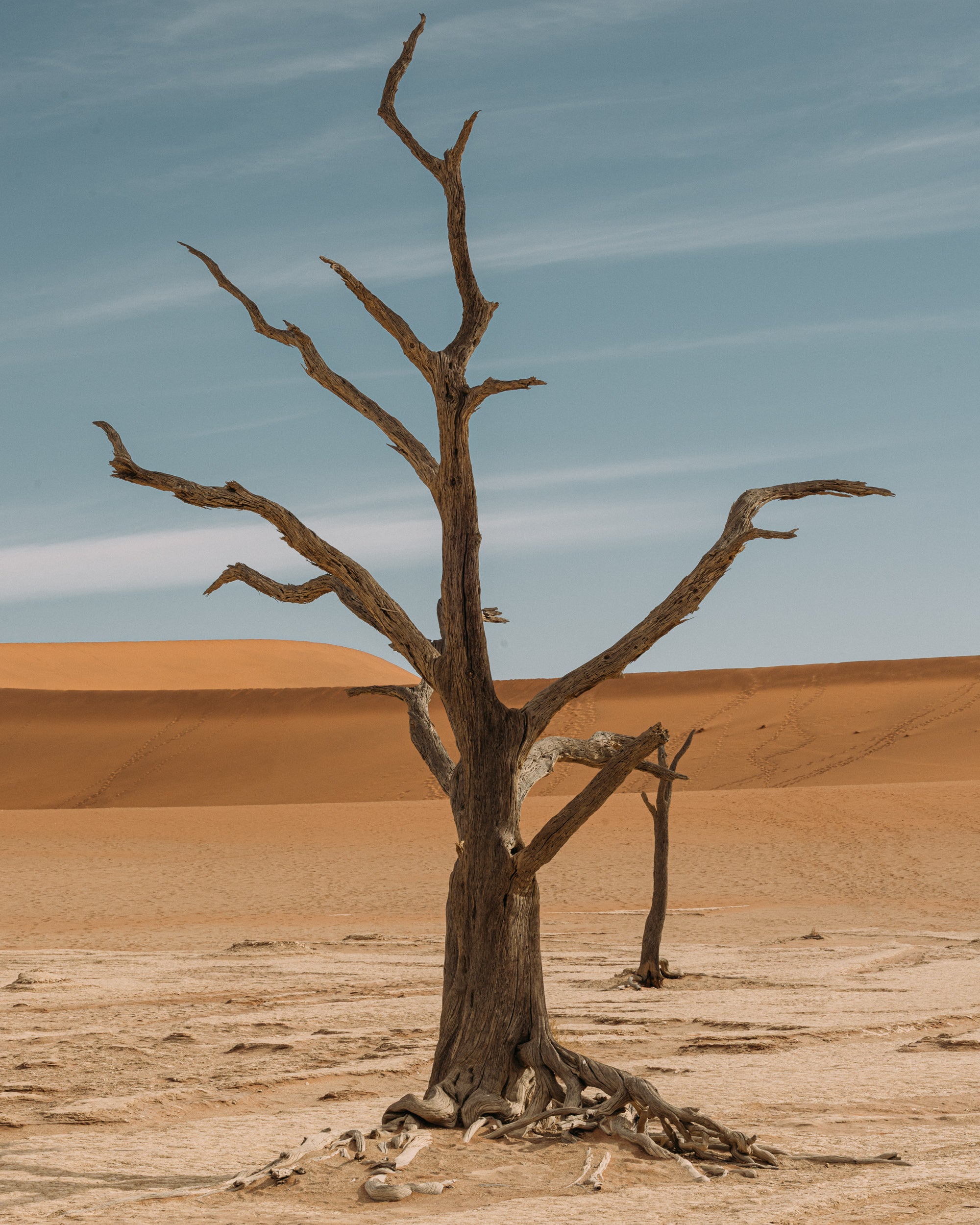   Copyright Opera Campi