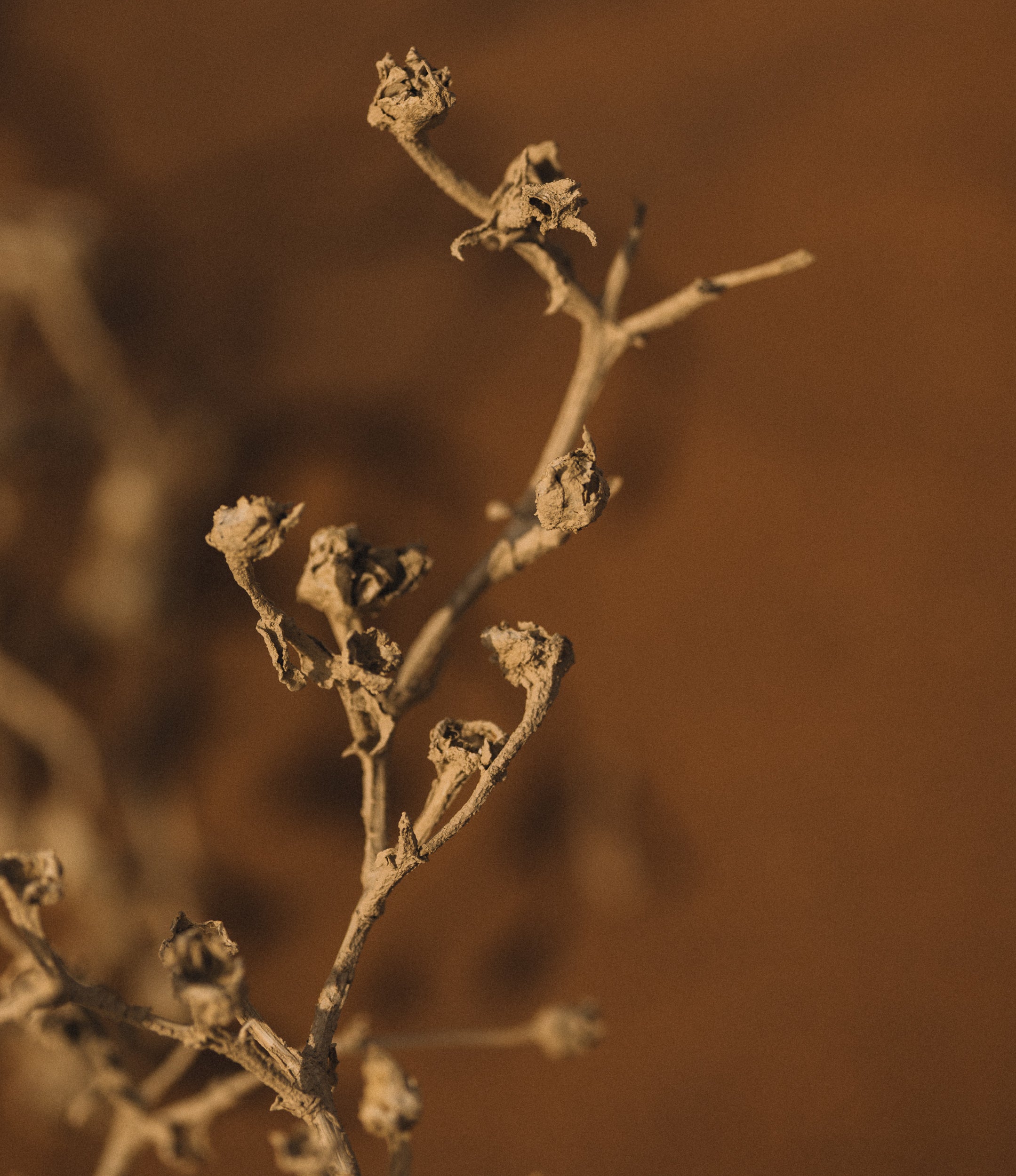   Copyright Opera Campi