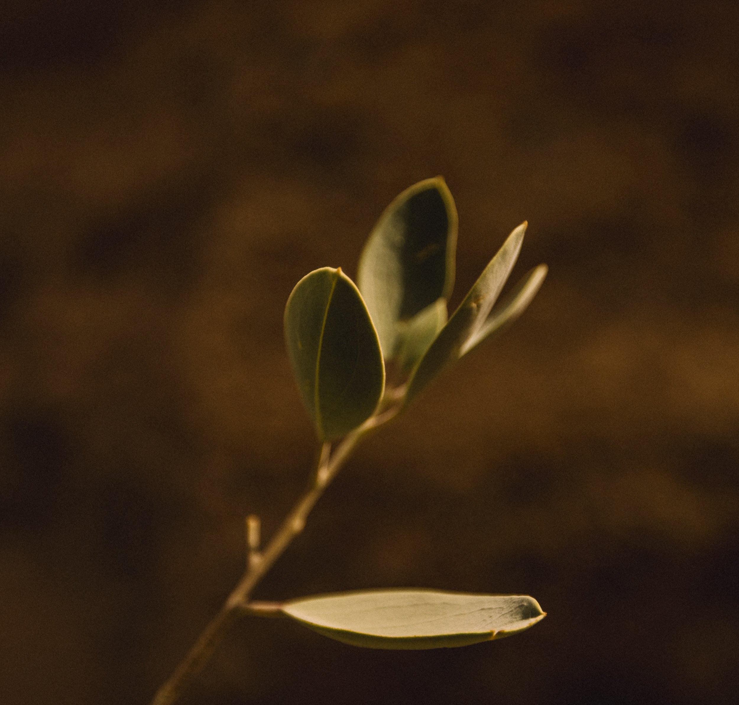   Copyright Opera Campi