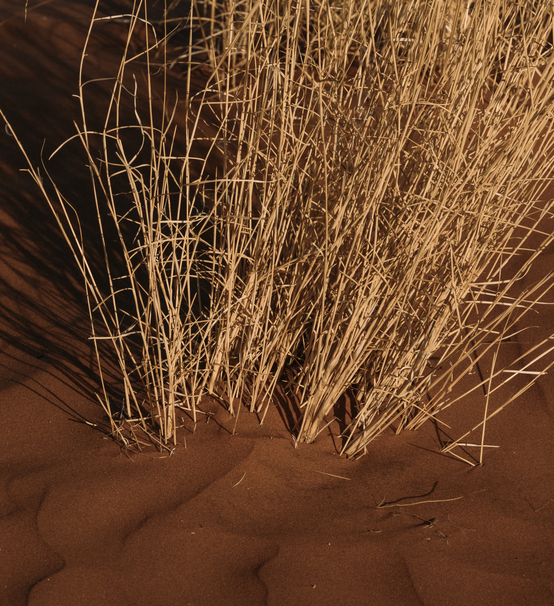   Copyright Opera Campi