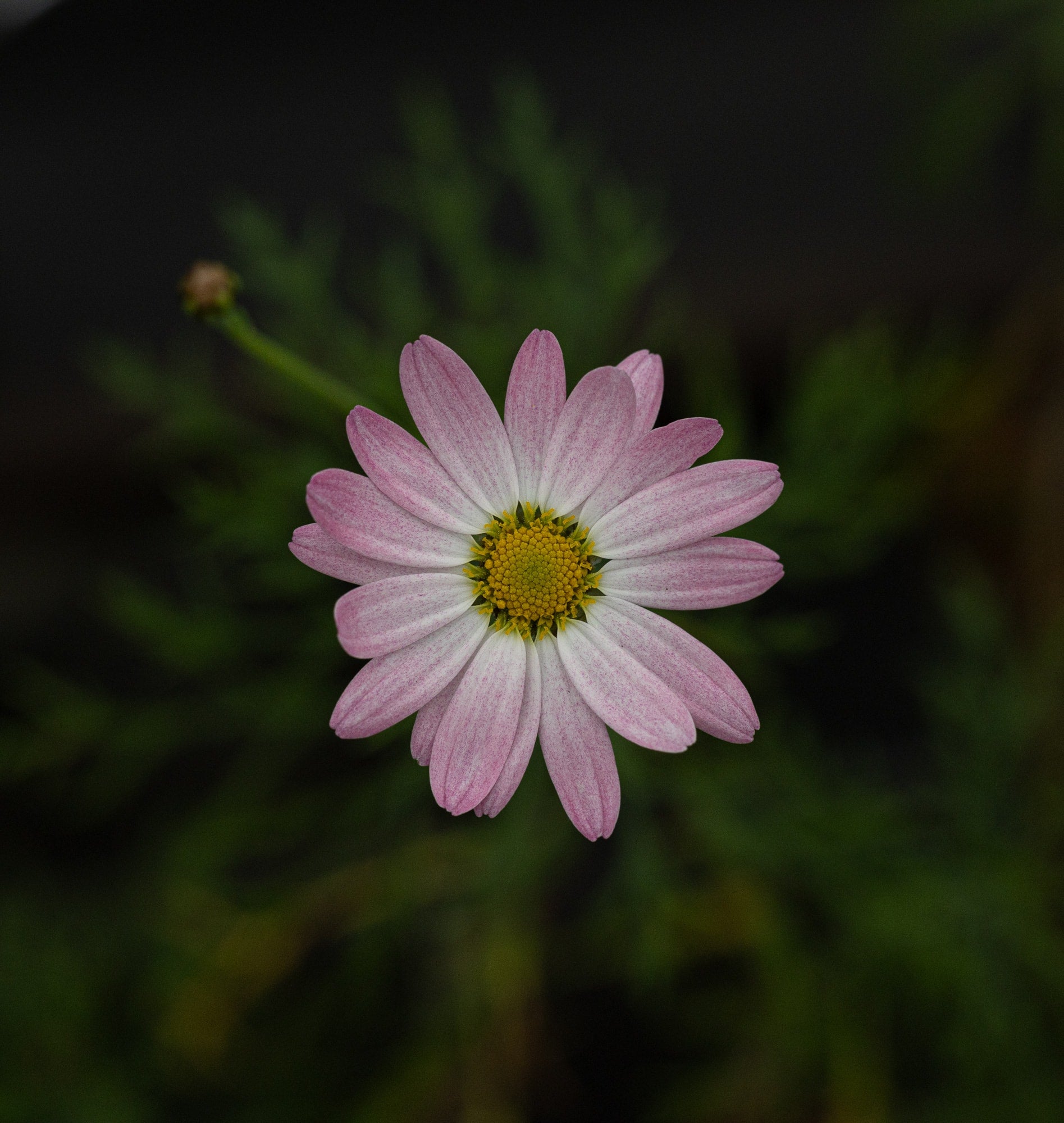   Copyright Opera Campi