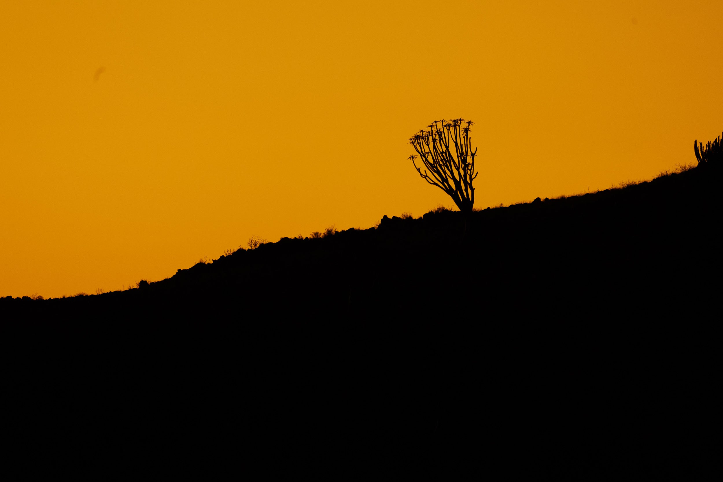   Copyright Opera Campi