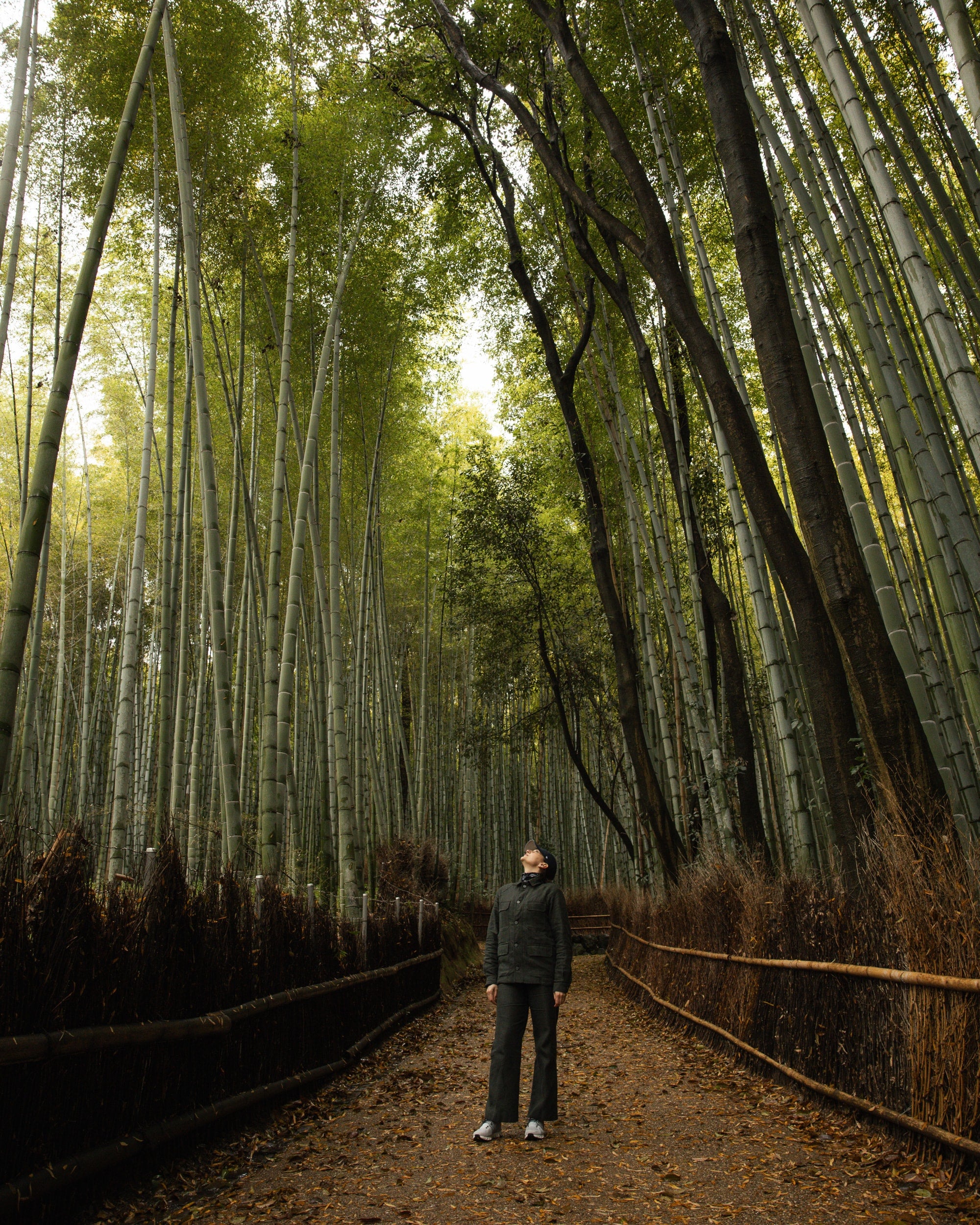  Bamboo Forest, Kyoto Copyright Opera Campi