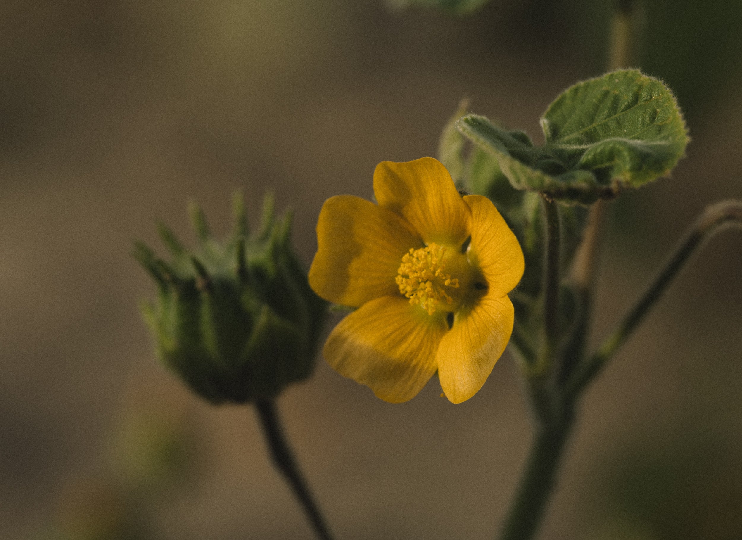   Copyright Opera Campi