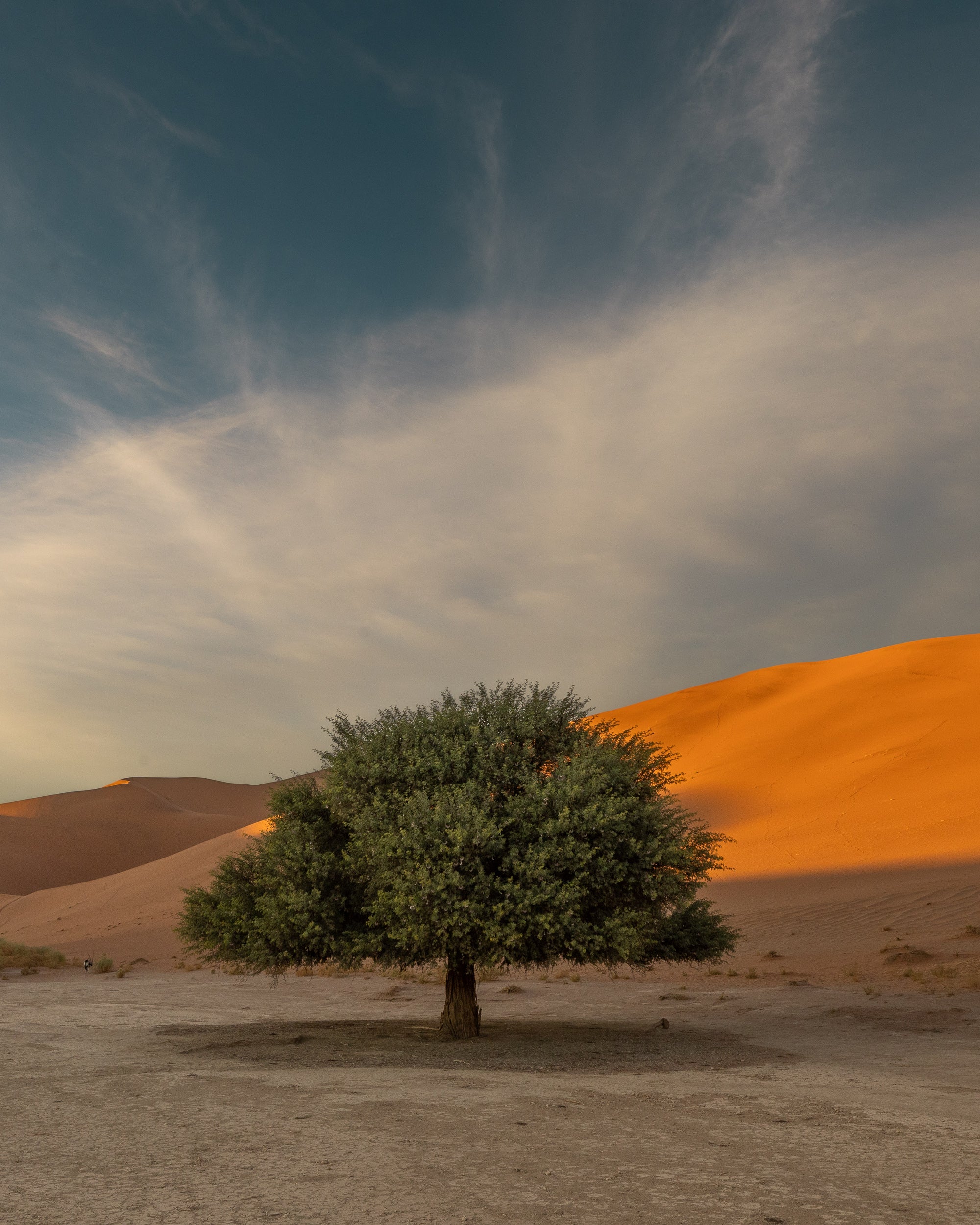   Copyright Opera Campi